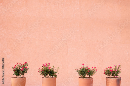 Flower red roses in clay pot on a wall background,for background