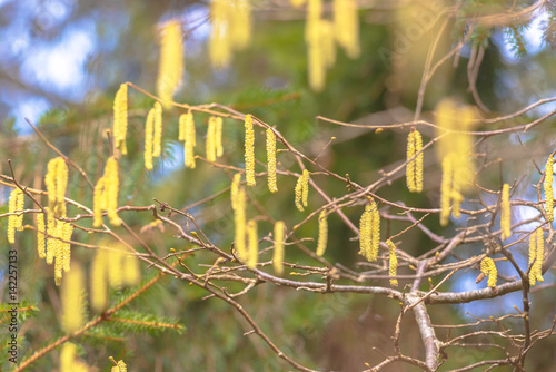 Hazel catkins during spring