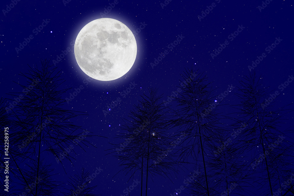 Fototapeta premium Romantic Moon In Starry Night Over Grass Flower.