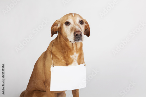Brown dog with white table for text.  To adopt homeless animal. photo