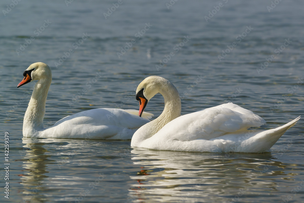 Pair of white swans mute (lat. Cygnus olor) is a bird of the duck family on the water Pair of white swans mute (lat. Cygnus olor) is a bird of the duck family on the water