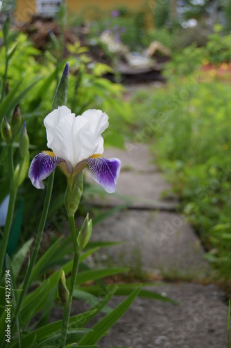 Fototapeta Naklejka Na Ścianę i Meble -  Iris in garden