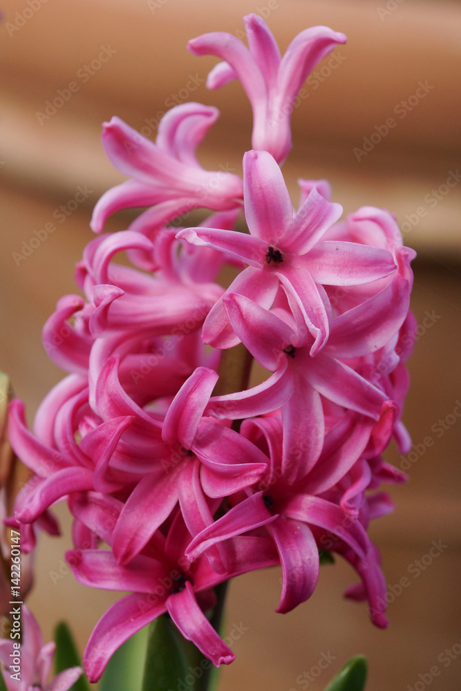 Hyazinthe, Hyacinthus