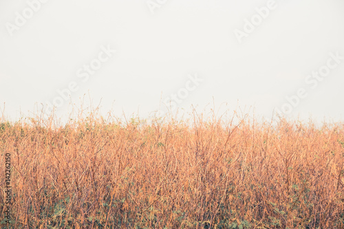 Vintage Dry Meadow © patpitchaya