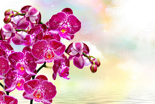 Orchid flower close up