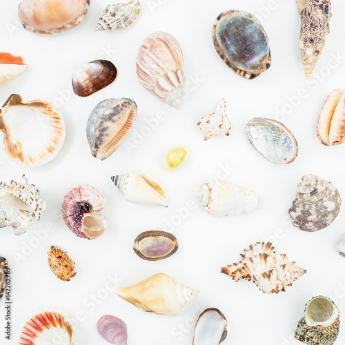 Sea pattern. Ocean shells isolated on white background. Flat lay. Top view. 