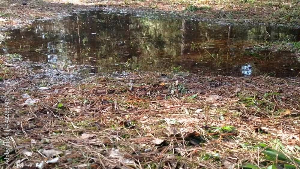 After the snow melts in the pine forest of standing water, puddle. The soil is very wet spring flood.The man in my shoes runs, and stays moist trace After the snow melts in the pine forest of standing water, puddle. The soil is very wet spring flood.The man in my shoes runs, and stays moist trace