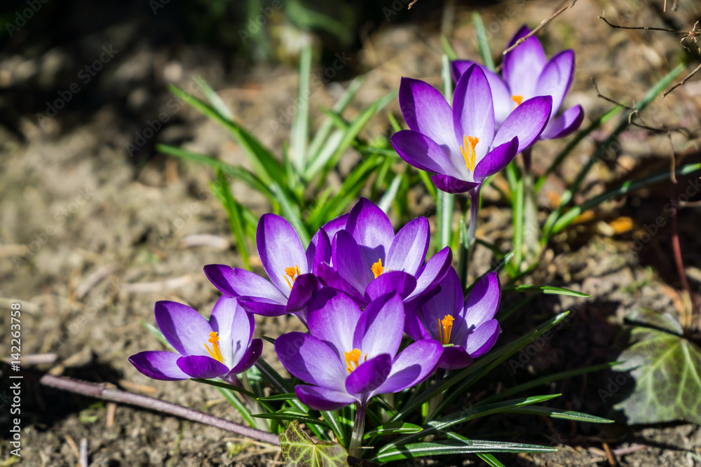 Spring violets flowers in a sunny garden Spring violets flowers in a sunny garden