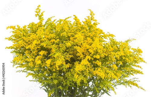 koelreuteria yellow photo