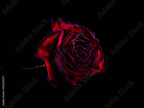 Red rose on black background