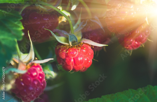 raspberries ripe red on the bush, background