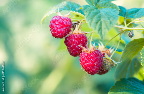 raspberries ripe red on the bush  background
