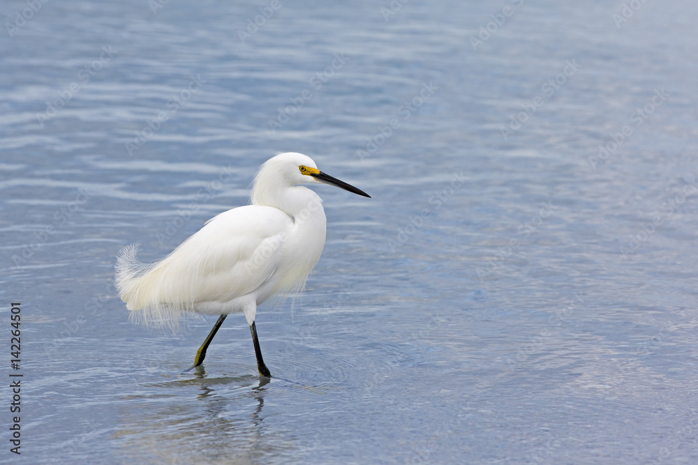 Snowy Egret ( Egretta thula) walking though shallow water looking for food.