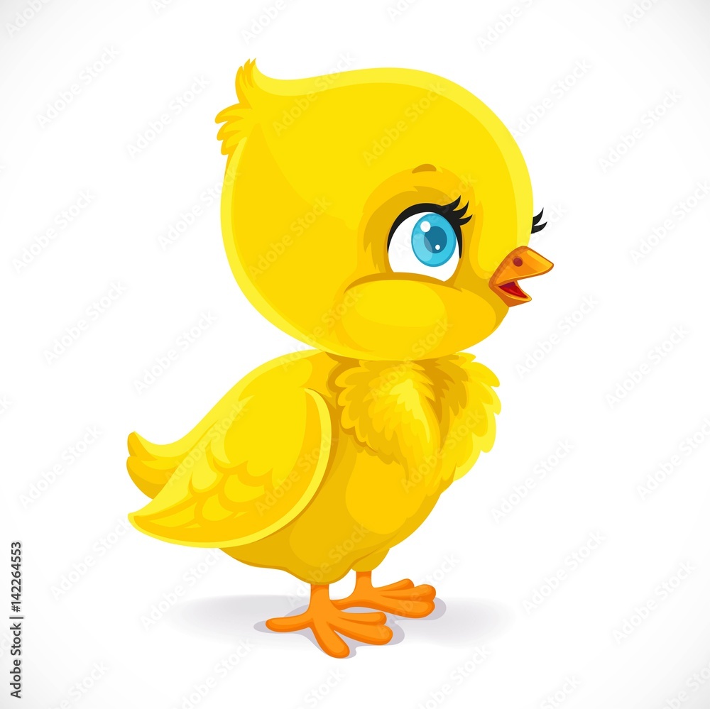 Little baby chick isolated on a white background