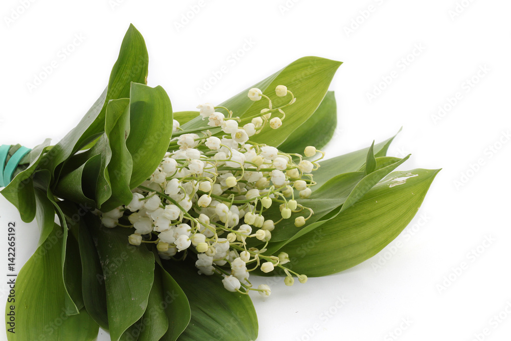 Obraz premium Muguet