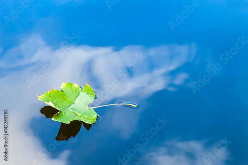 Green leaf floating on water with cloudy sky reflection