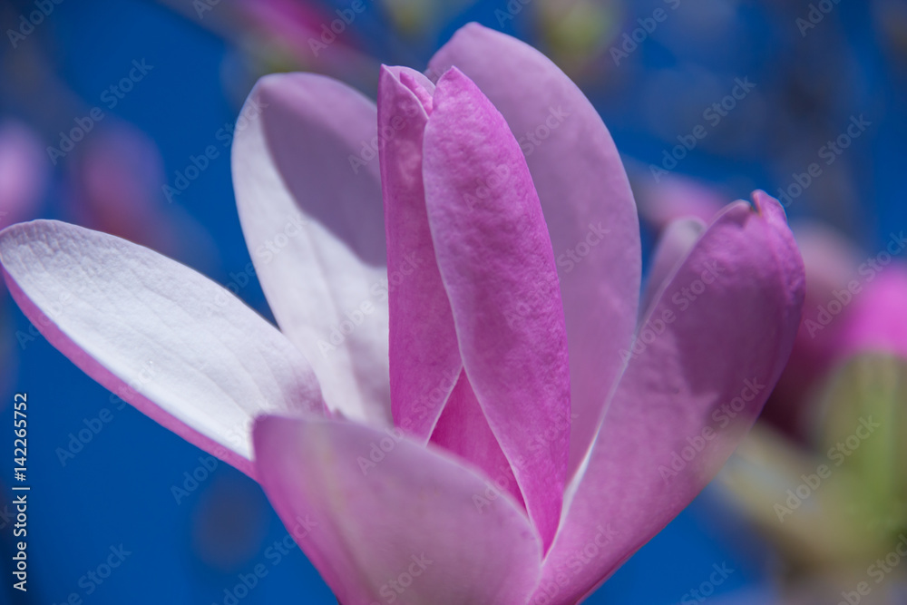 Fototapeta premium pale pink magnolia flower