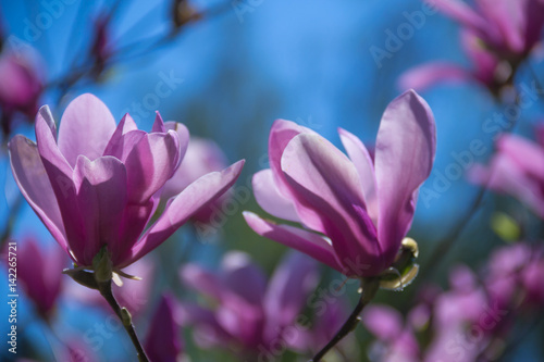  pale pink magnolia flower