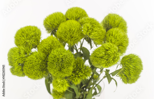 southern green globe thistle isolated photo
