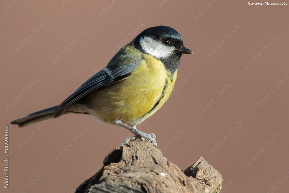 Fototapeta premium Portrait tit