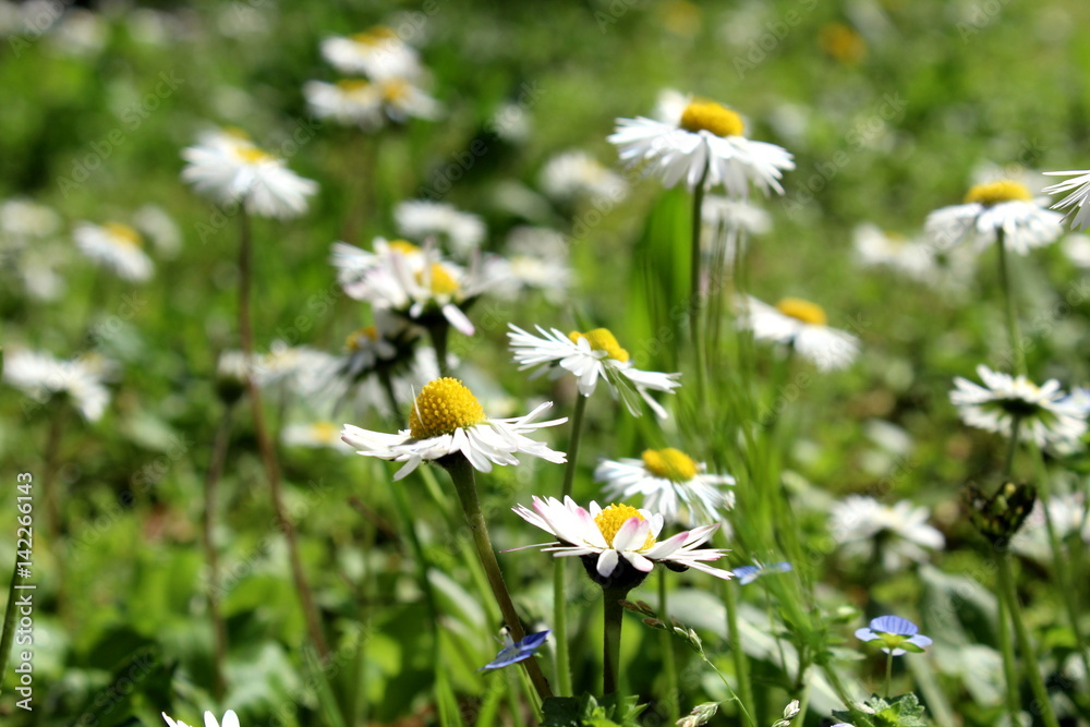 Daisies in a field Daisies in a field