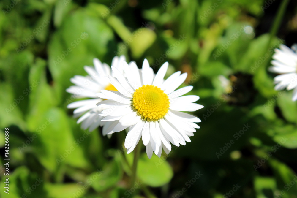 Fototapeta premium White daisies close up