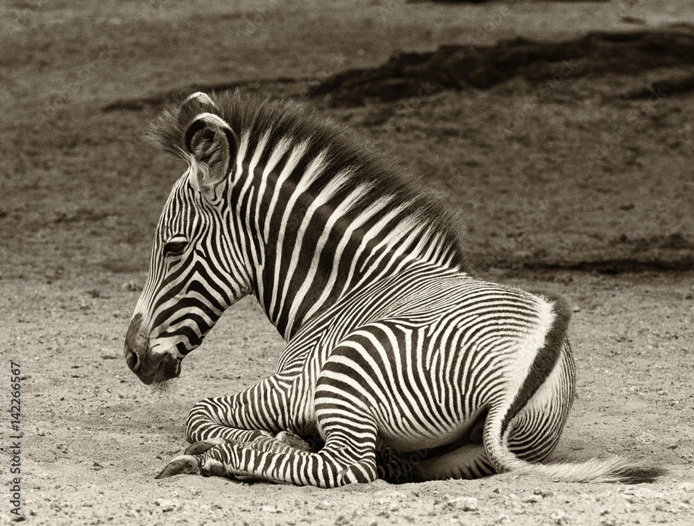 Fototapeta premium Young zebra at rest in sepia tones