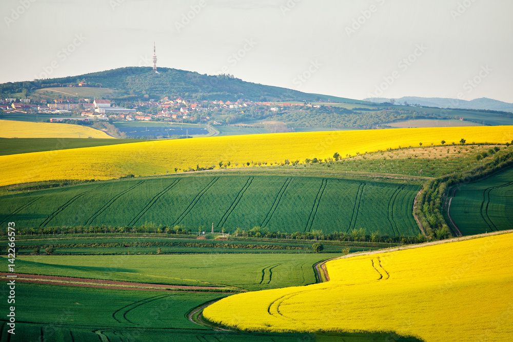 Obraz premium Spring farmland on hills. Green and yellow spring fields.