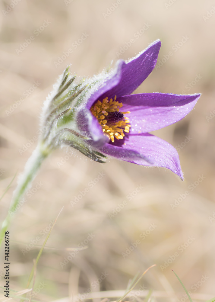 Küchenschelle - Pulsatilla