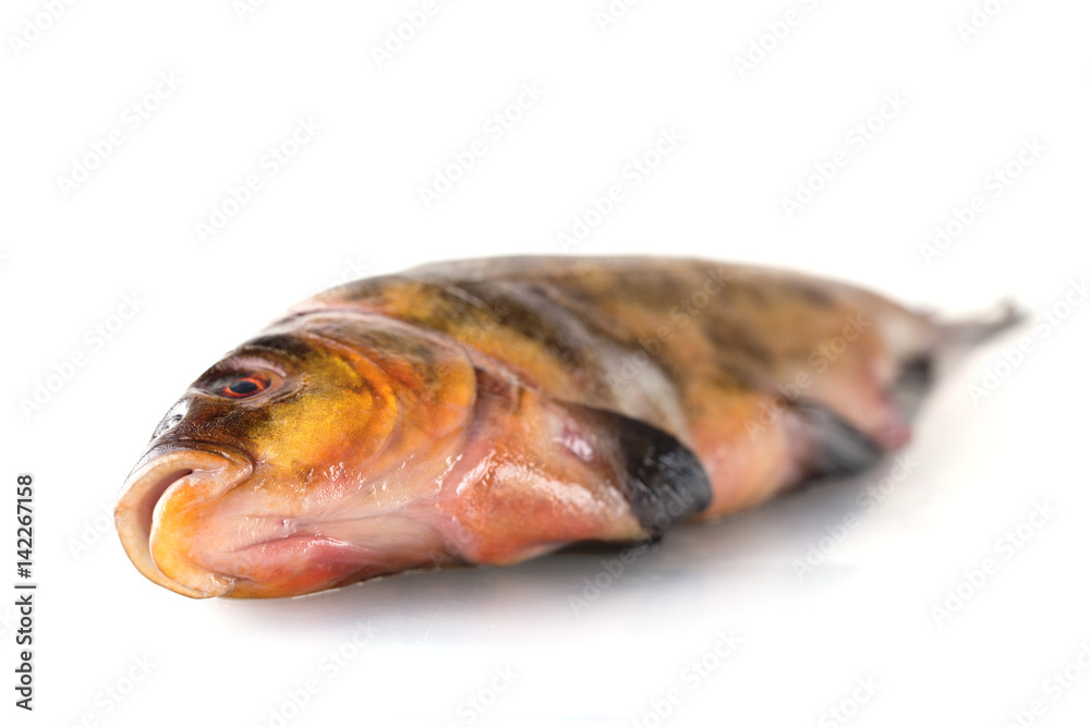 One fresh raw fish on a white background One fresh raw fish on a white background