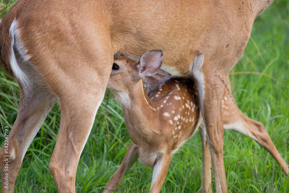 Deer fawns with spots cute baby nursing and buck deer in velvet with 6 points or 3x3 including one doe bedded down Deer fawns with spots cute baby nursing and buck deer in velvet with 6 points or 3x3 including one doe bedded down