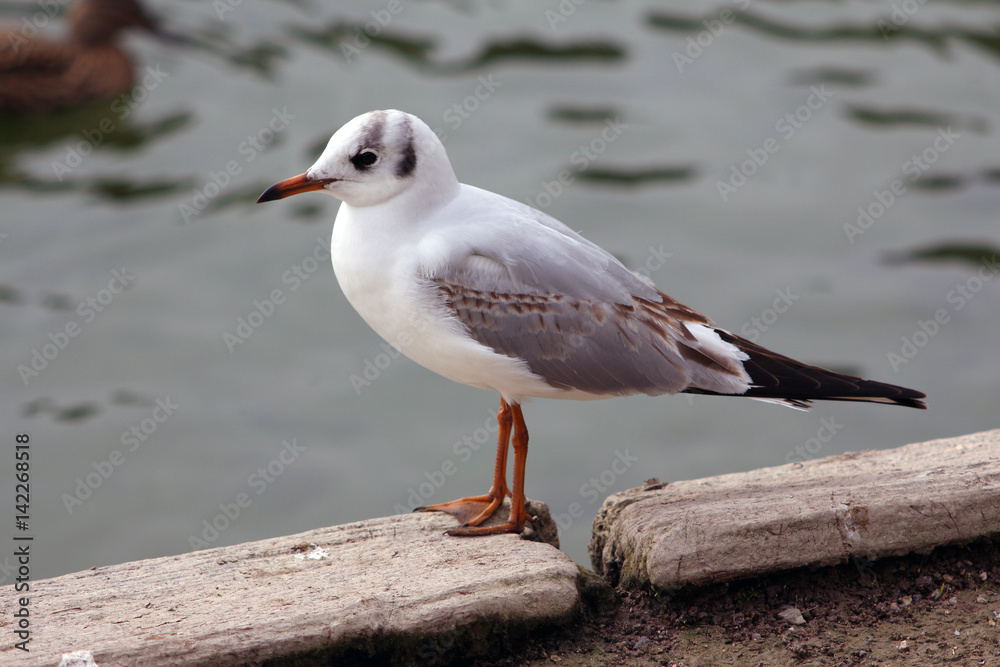 A black headed gull regrowing moulted black head plummage A black headed gull regrowing moulted black head plummage
