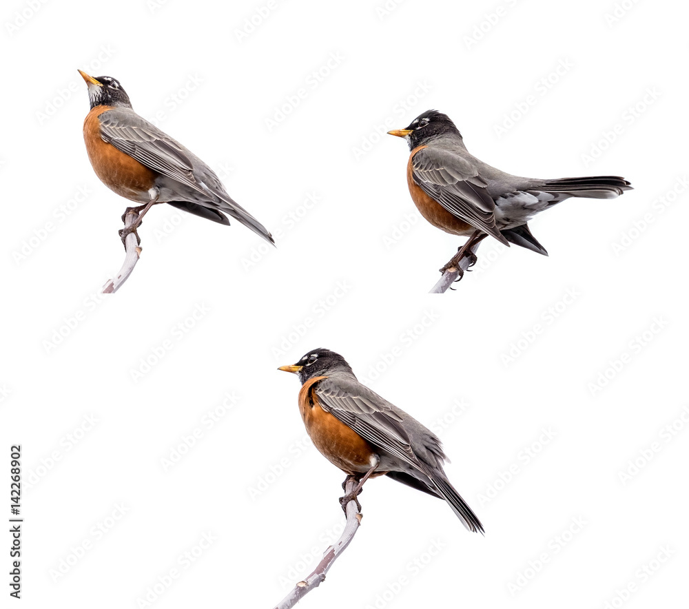 Fototapeta premium Robins Perched on the Tree Isolated on White