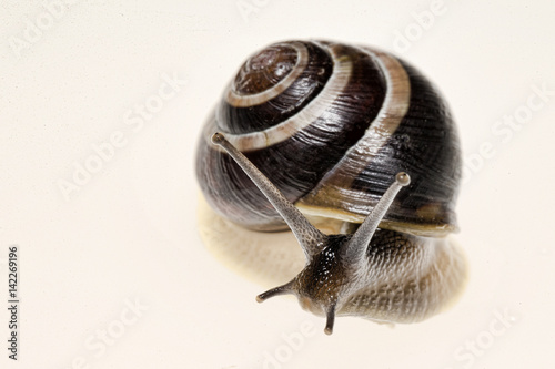 Escargot