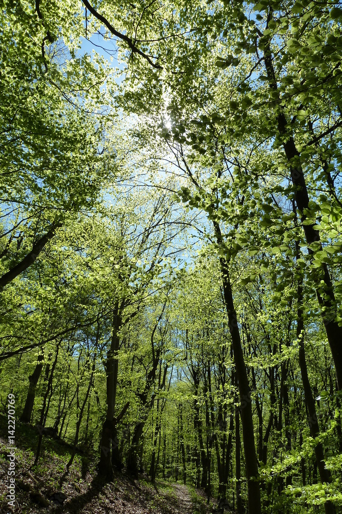 Sonne scheint im Frühling durch das frische Blätterdach eines Buchenwaldes Sonne scheint im Frühling durch das frische Blätterdach eines Buchenwaldes