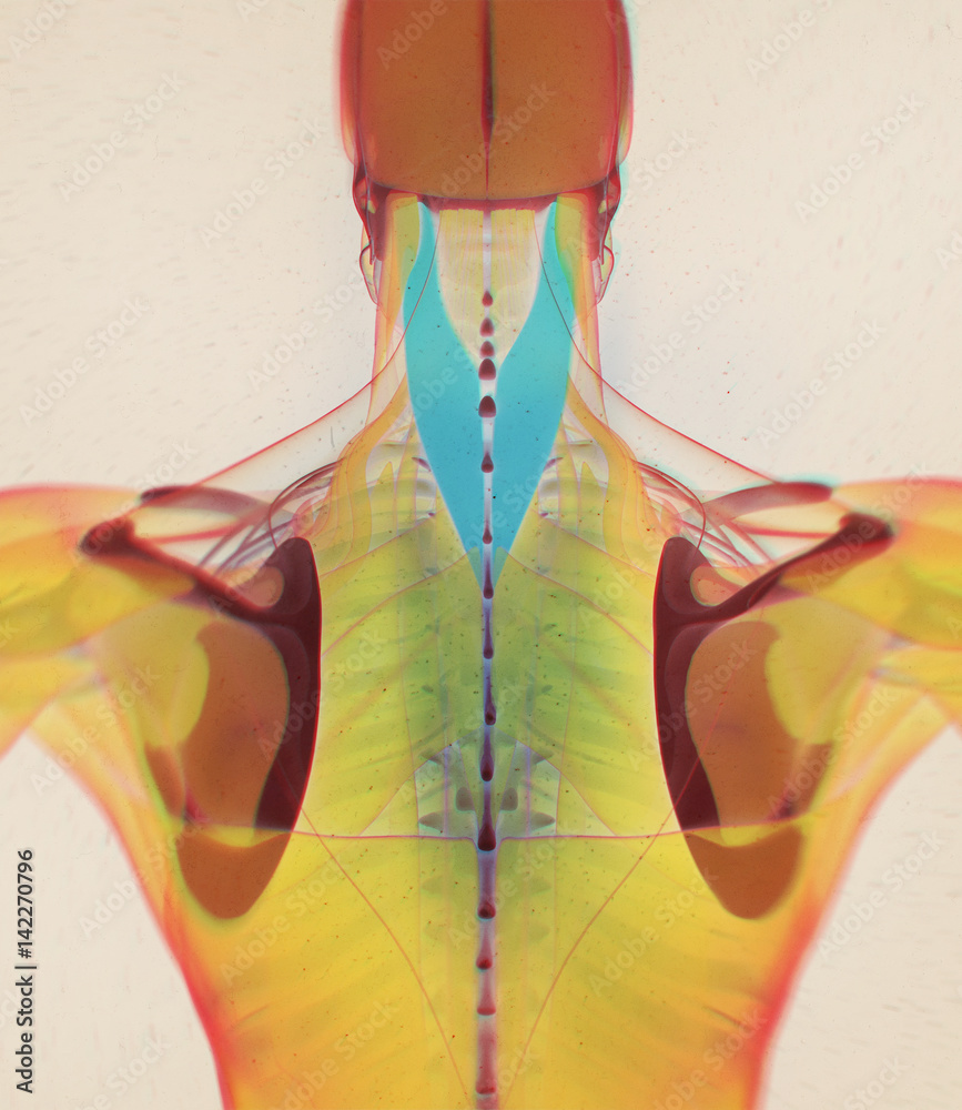 Splenius Strain Splenius Capitis, neck muscles, stress, human anatomy. 3D illustration ...