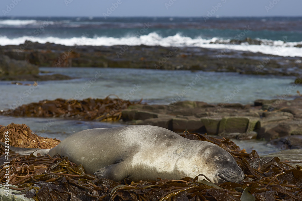 Young Southern Elephant Seal (Mirounga leonina) sleeping on a pile of kelp on a beach on Sealion Island in the Falkland Islands.