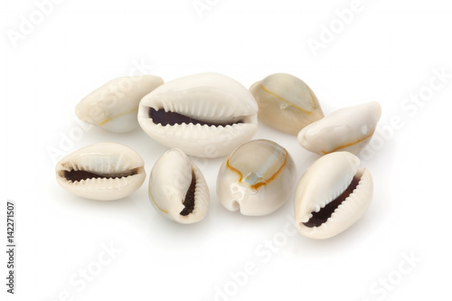 Sea shells collection