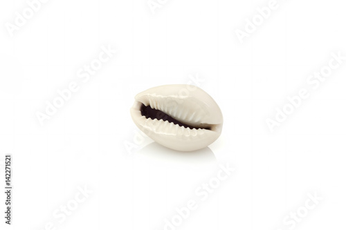 Single snail shell closeup on white background