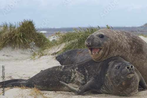 Southern Elephant Seals (Mirounga leonina) testing their strength against each other in the tussock grass on Sealion Island in the Falkland Islands.
