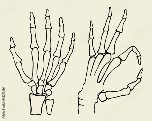 set of Skeleton hand photo