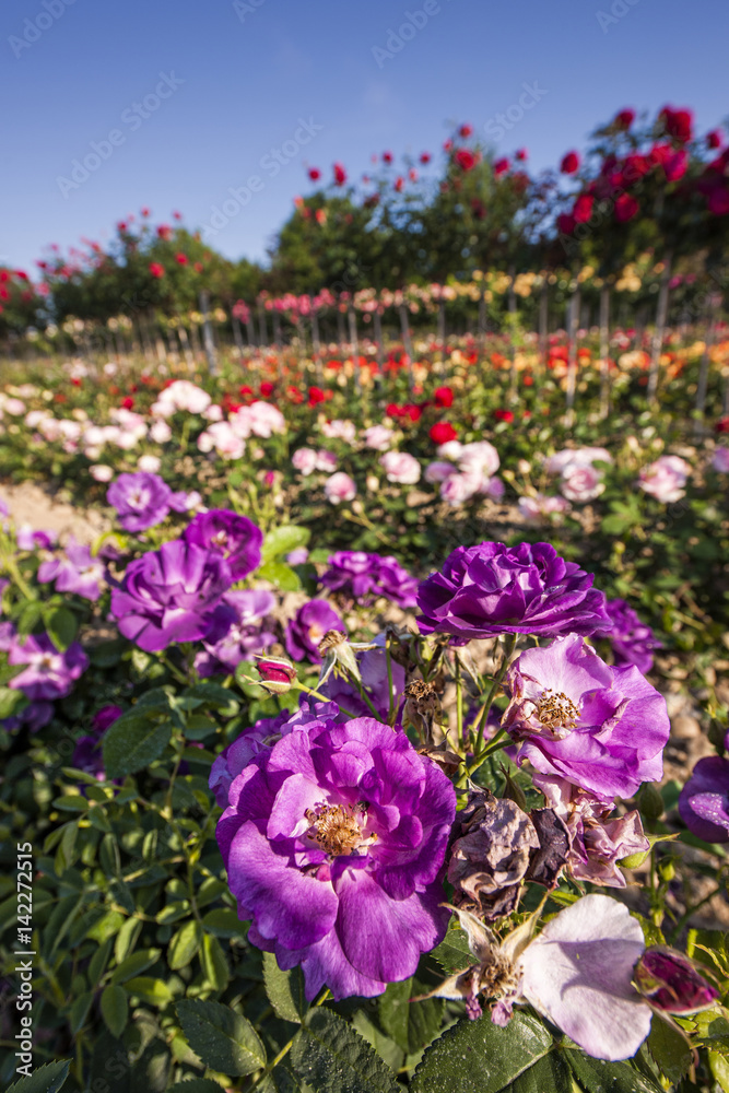 jardin de fleurs