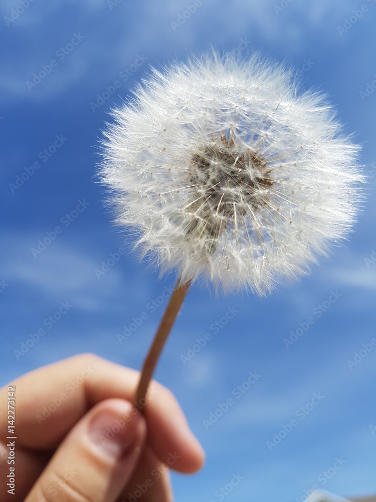 Fototapeta premium Dandelion