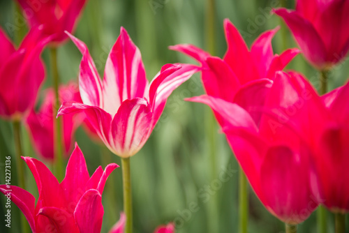 tulip garden