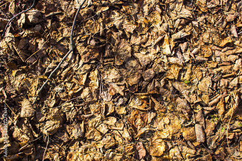  Dry leaves early spring