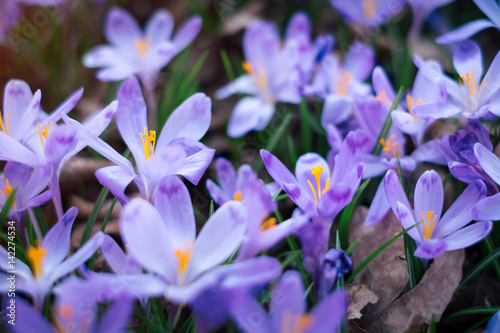 Meadow of crocus flowers in the spring forest