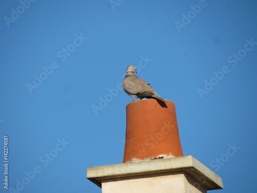 Charente-Maritime - Pigeon sur une  cheminée photo