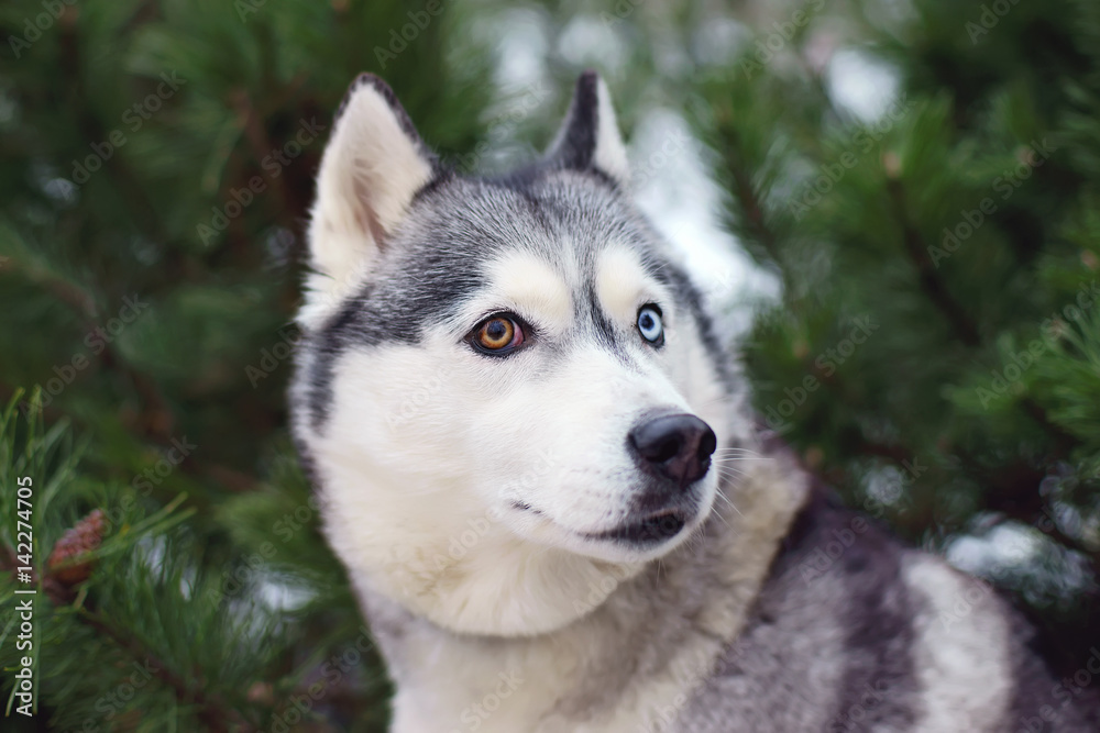 The portrait of a grey Siberian Husky dog with different eyes posing outdoors in winter The portrait of a grey Siberian Husky dog with different eyes posing outdoors in winter