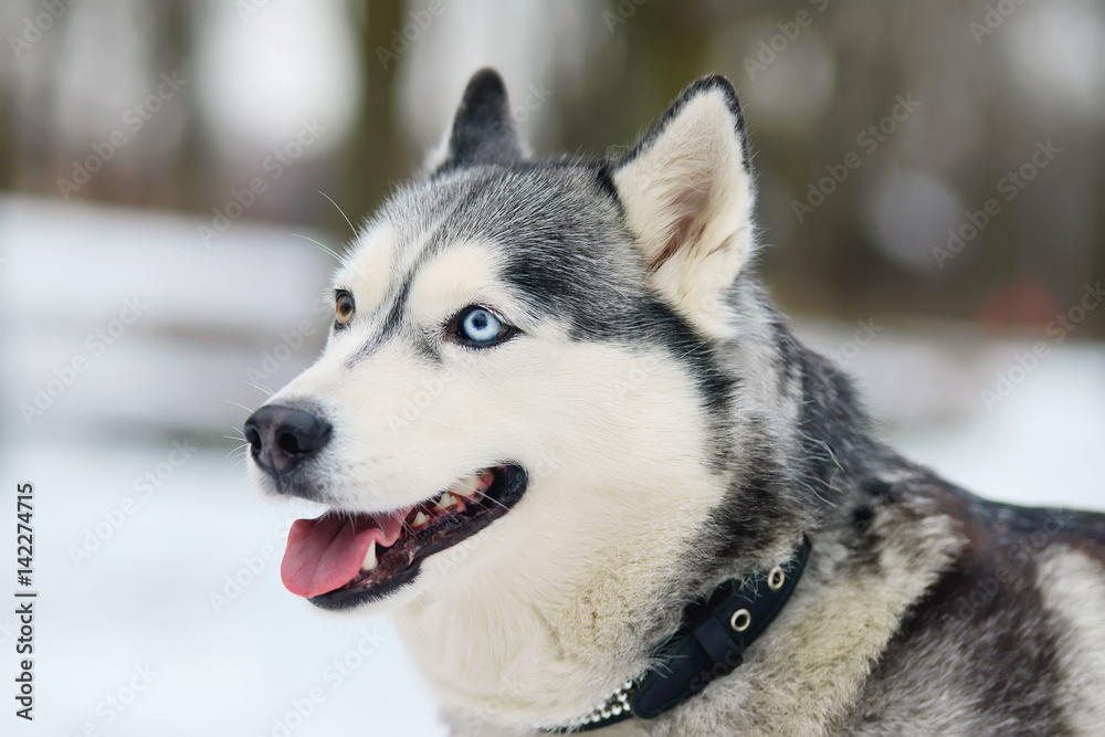 The portrait of a grey Siberian Husky dog with different eyes posing outdoors in winter