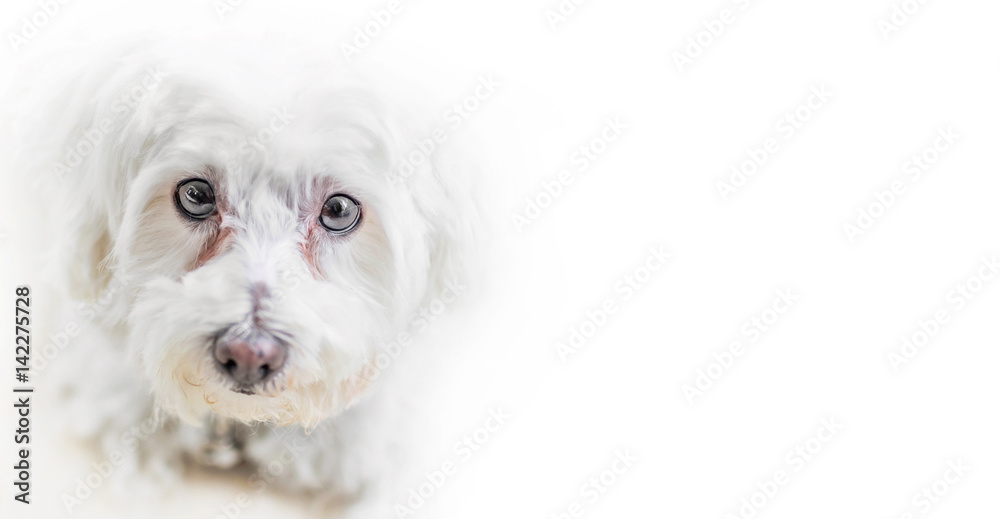 Isolated maltese puppy on white background Isolated maltese puppy on white background